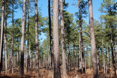 Georgia Forestry Offers Information on State’s Timber Industry