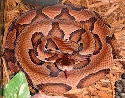 Man Bitten by Copperhead in Warwick